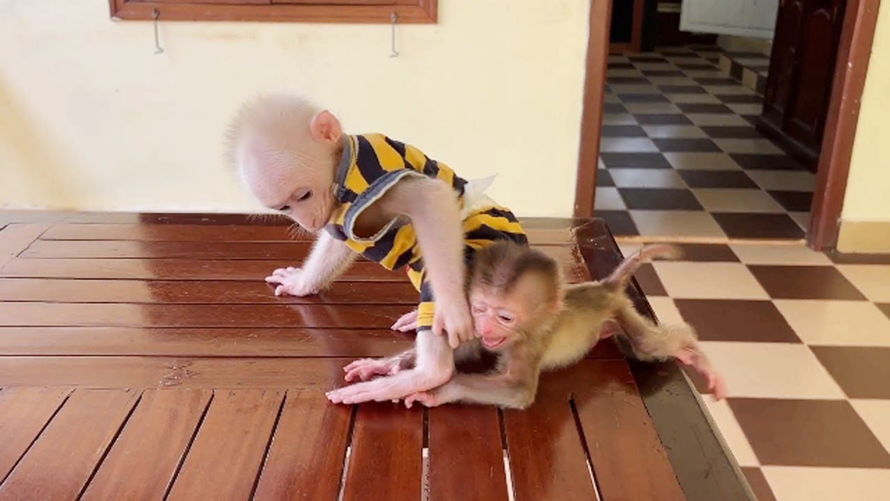 Baby Titas Cr-y Loud Need Help From Bro Pavpav Stuck On Him