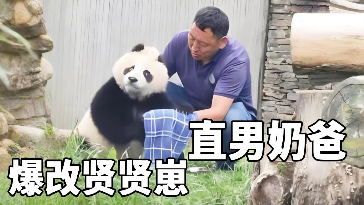 贤贤崽：救命啊！奶爸为什么擦嘴像杀猪呀！奶爸和奶妈带熊猫幼崽的差异，基本上和人类带娃一个样 【你好大熊猫】#大熊猫 #panda #熊日常 #福宝
