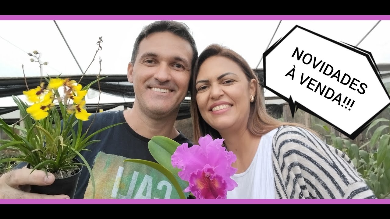 Orquidário Monte Negro - Novidades à venda de orquídeas