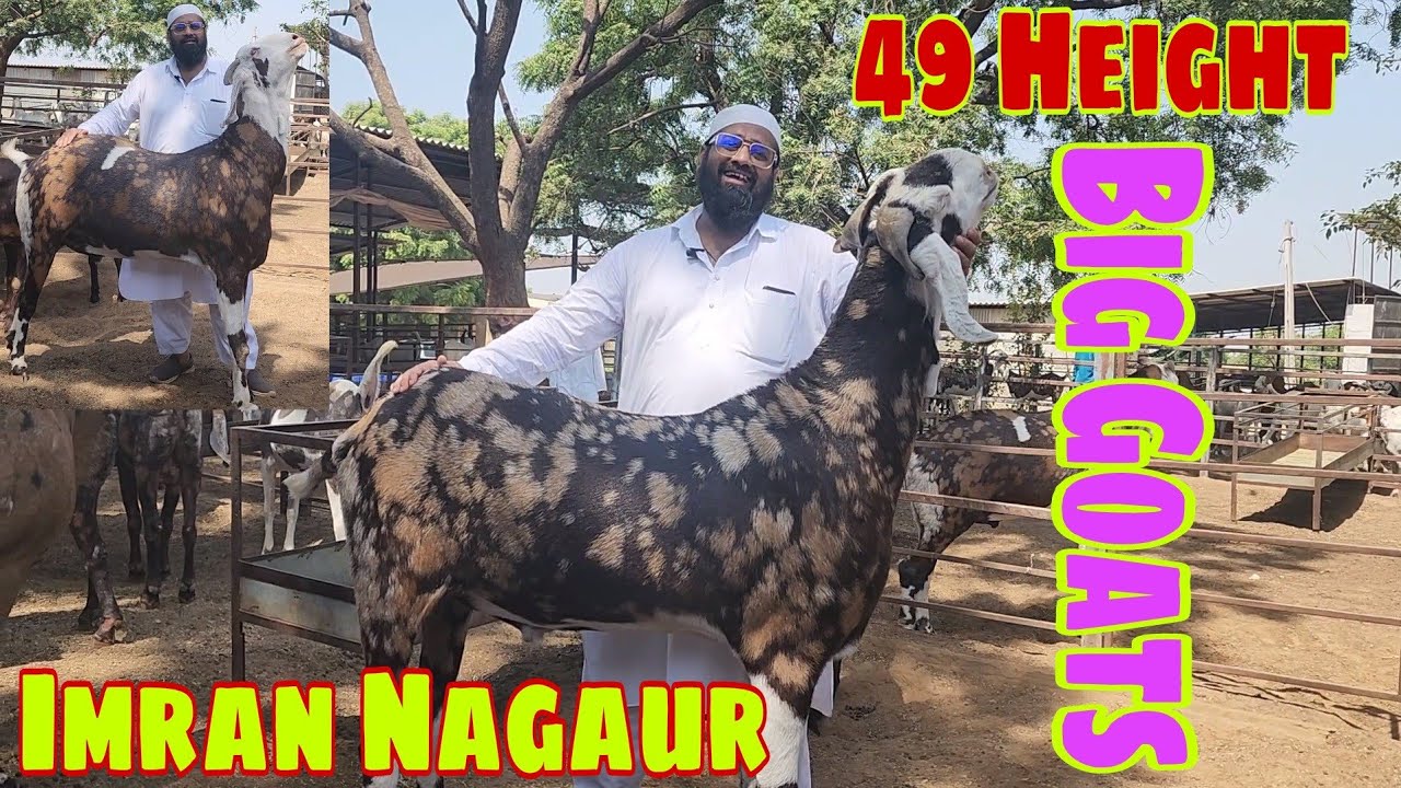 India Ke Biggest Bakre | Al Faizan Goat Farm | Imran Bhai Nagaur | 140 Kg Ke Goats.
