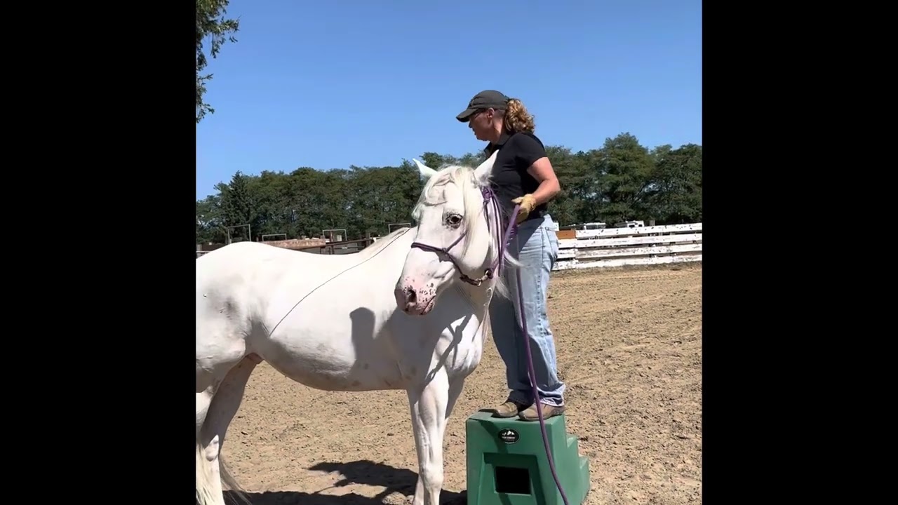 How to park your horse with a hand gesture (pt 1, mounting block)