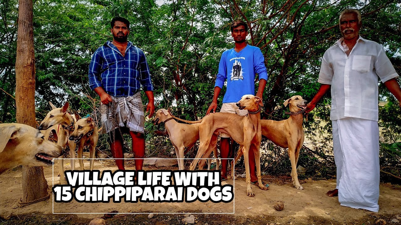 15 சிப்பிப்பாறை நாய்களுடன் கிராமத்து வாழ்க்கை | Lifestyle of a Breeder | அமுர் பிரபு