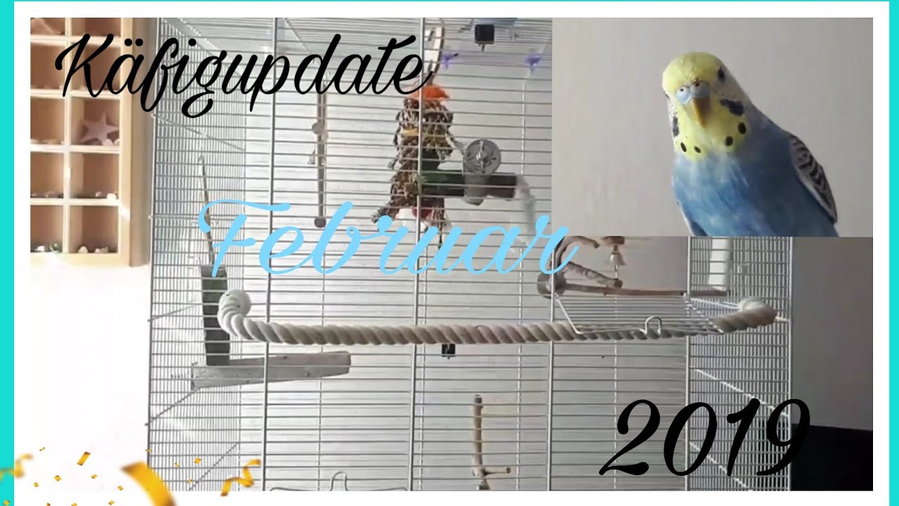 Käfigupdate Februar 2019