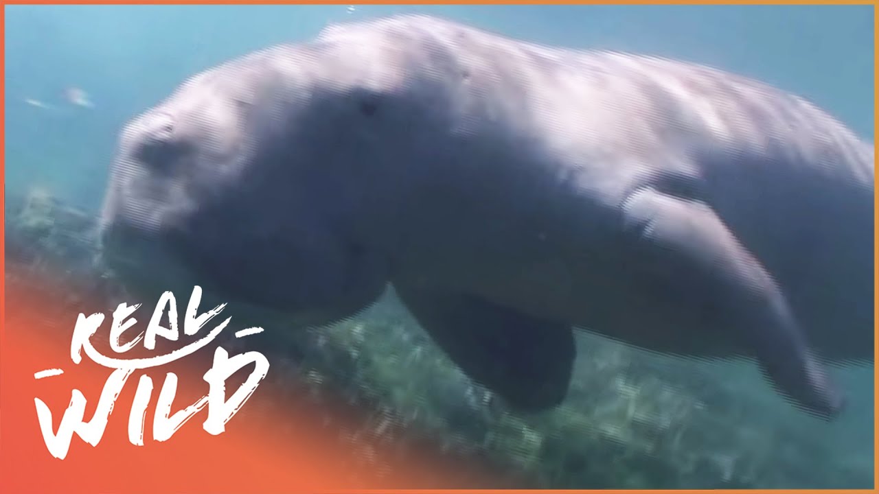 The Dugong: Nature's Mystery Mermaid (Wildlife Documentary) | Real Wild