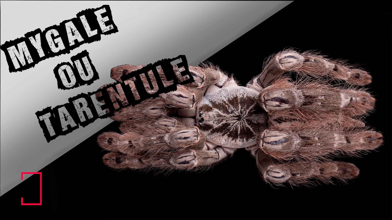 MYGALE OU TARENTULE ?! - ANIMAUXMDE : BONUS