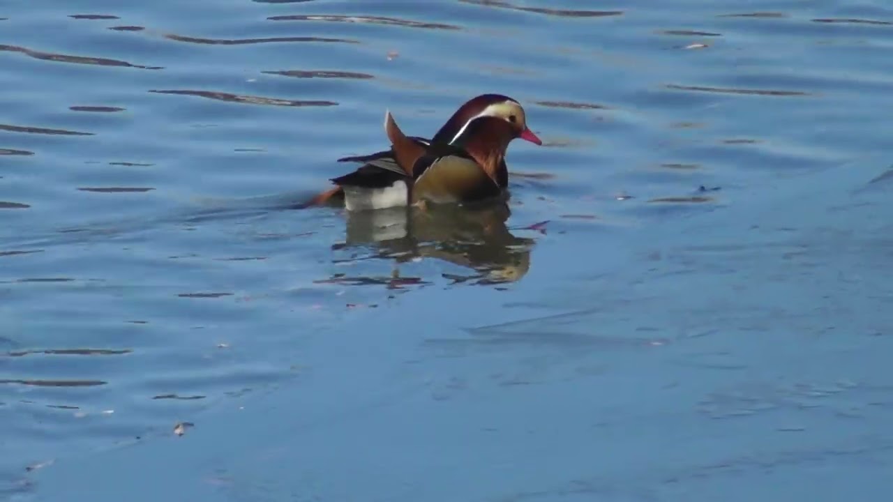 長池公園の池のオシドリ