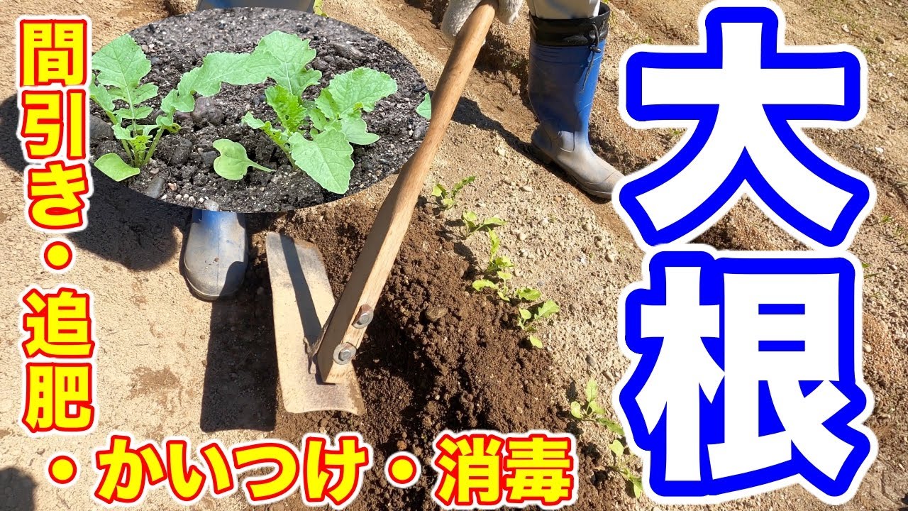 大根の土寄せ、間引き、消毒をご紹介して行きます