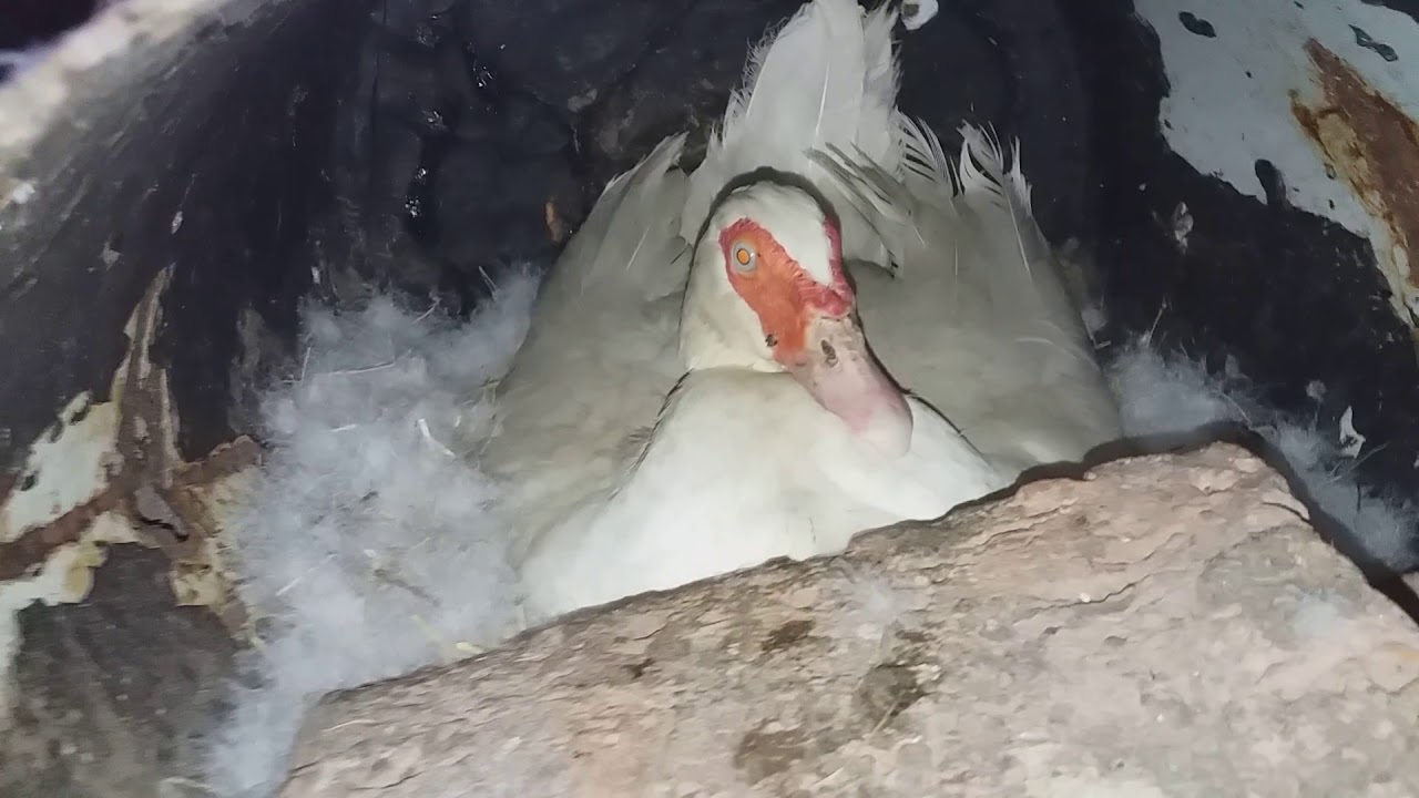 Мускусная утка(индоутка)села на яйца не там где нужно / можно пересадить насиживать в другое место?
