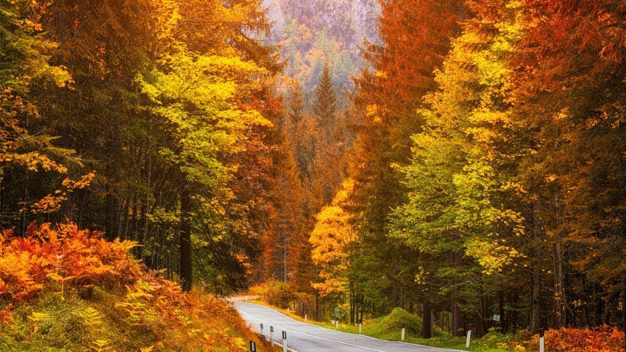 Autumn Forest Road, Instrumental Acoustic Indie/Folk Playlist, Chill Music, by Open Road Folk Music