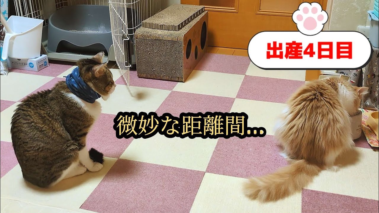 子猫が産まれてから、アントンがちょっと…