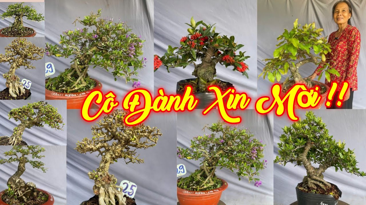 CÔ ĐÀNH | #0932865761 | ĐẸP THÀNH PHẨM TRANG SEN VÀNG, SAM TRÁI, LỘC VỪNG, CẦN THĂNG, LINH SAM, ME..