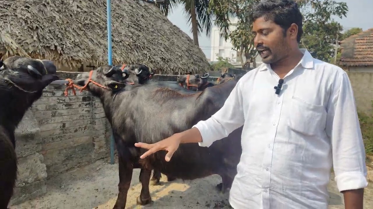 నేరుగా మా డైరీ ఫామ్ లోకి వచ్చి గేదలు కొనుగోలు చేస్తే 10000  తగ్గించి ఇస్తాన9652973971