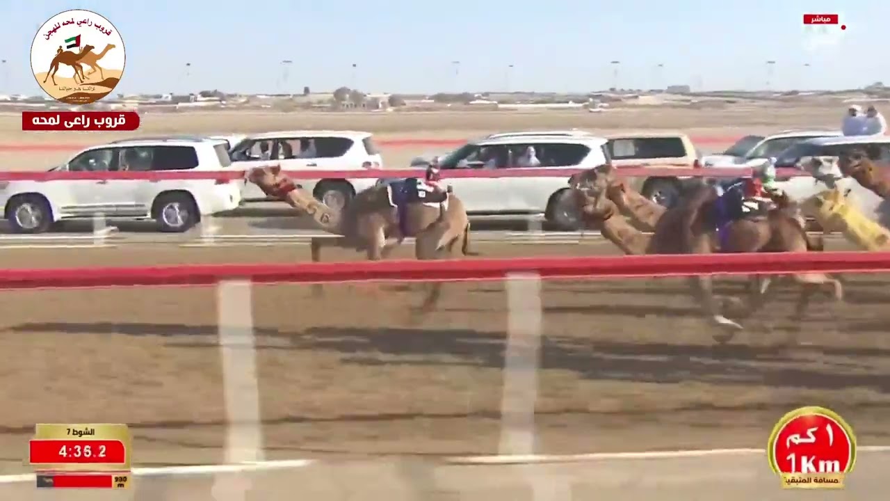 الشوط 7..ملامح لـ ناصر بن سعيد مشيط المري  5:52:02( مهرجان ختامي الوثبة 2026 )