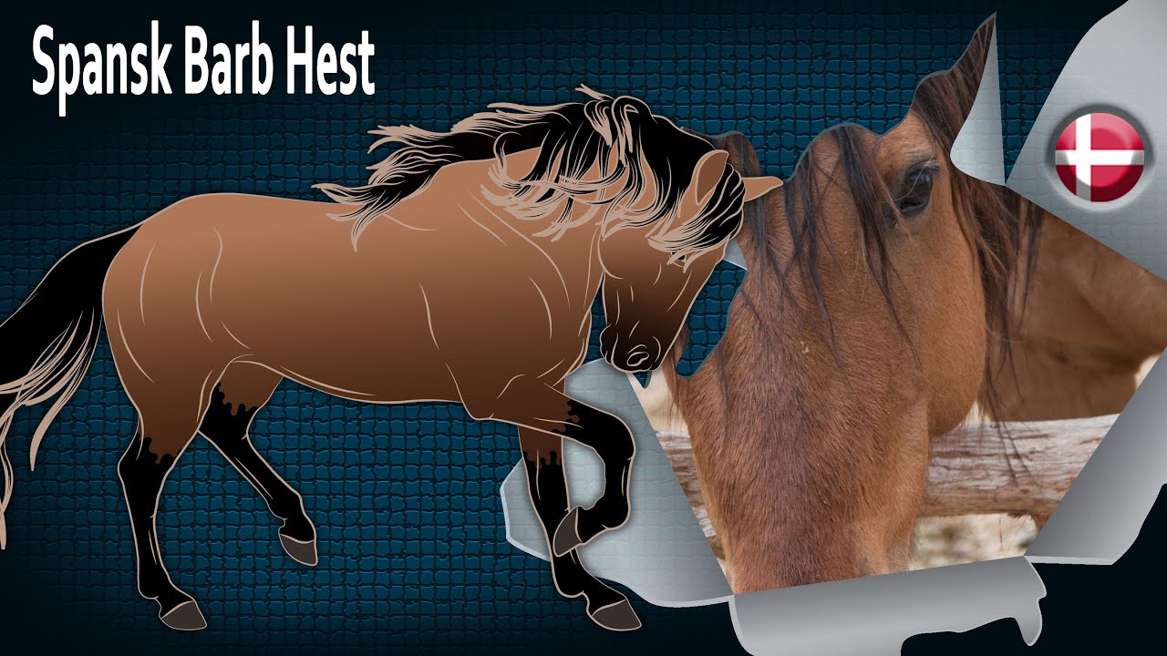 Spansk Barb Hest, heste meget begavede til at arbejde med husdyr, Hesteracer