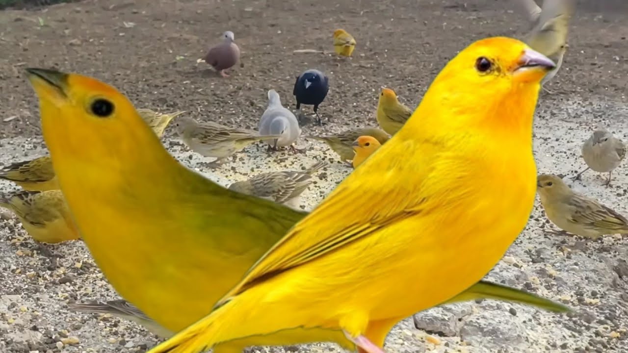 canário da terra macho e fêmea pra foguea seu canário frio