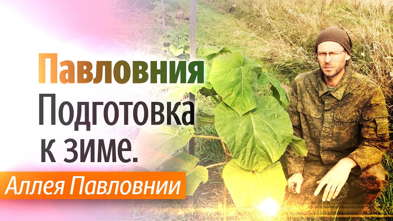 Подготовка Павловнии к зиме. Аллея Павловнии.