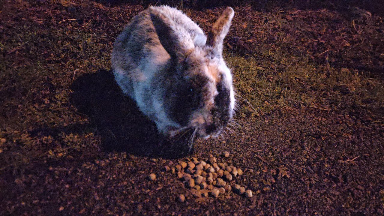 Checking up on George the Bunny.