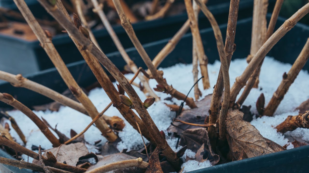 Why isn't my Hydrangea Blooming? Winter Damage // Frozen Buds