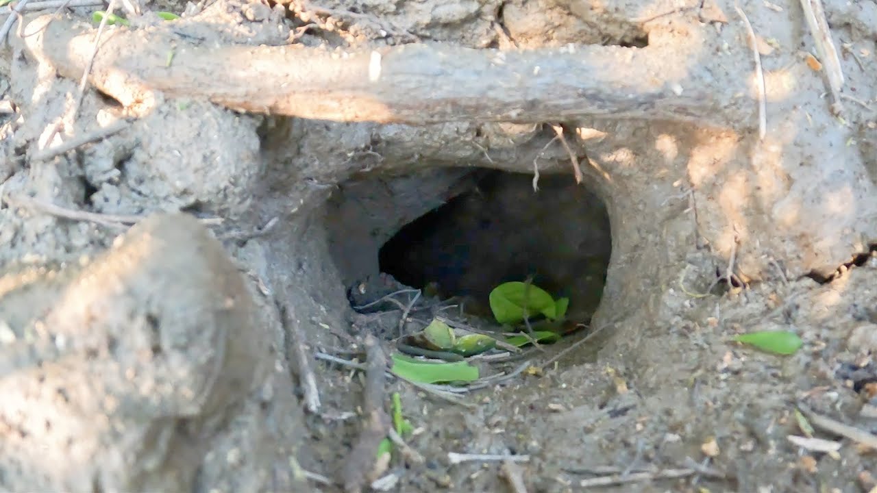 看螃蟹洞口规模，渔夫断定洞里有5斤大蟹王，挖开一看惊呆了