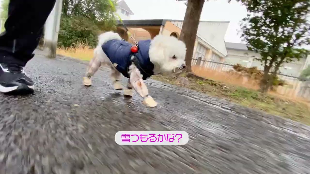 Lura's Walk_L038＃犬＃ペット＃ルラ＃ルラウォーク＃ビションフリーゼ＃bichon frisé＃お散歩＃ルラ＃ワンコ＃小型犬＃dog＃walk#walking#もふもふ＃ふわふわ＃雪