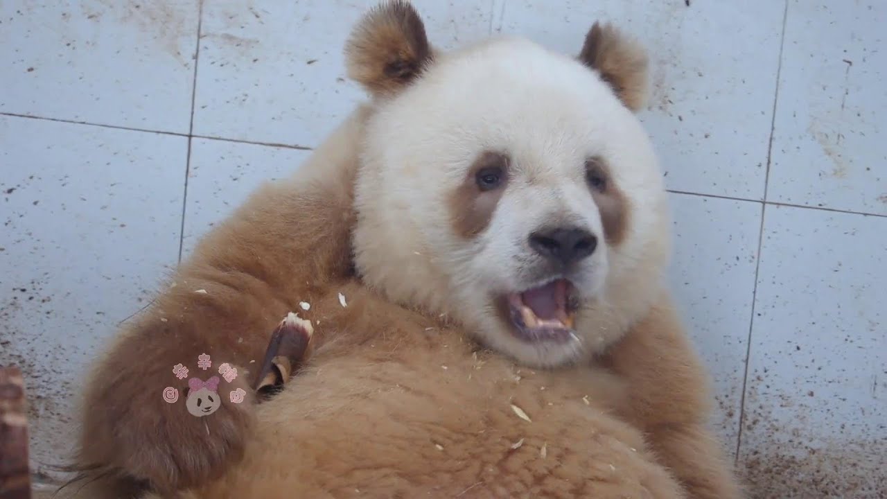 Handsome Brown Panda Boy Qi Zai ❤️独一无二的七仔越看越可爱傻乖傻乖的【棕色大熊猫七仔】
