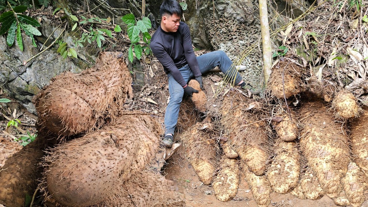 Trieu Kha considered potato harvesting a stable job that helped improve his life.