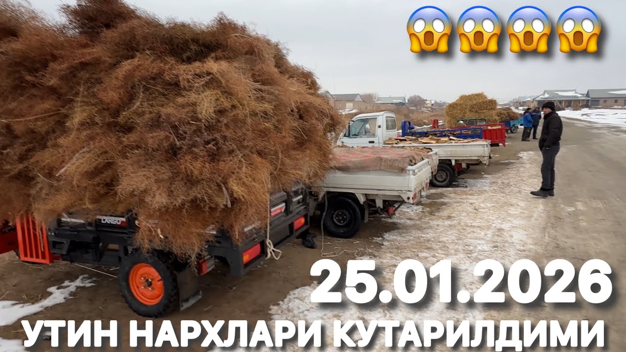 ЭЛЛИККАЛА БУСТОН УТИН НАРХЛАРИ 25 января 2026 г.