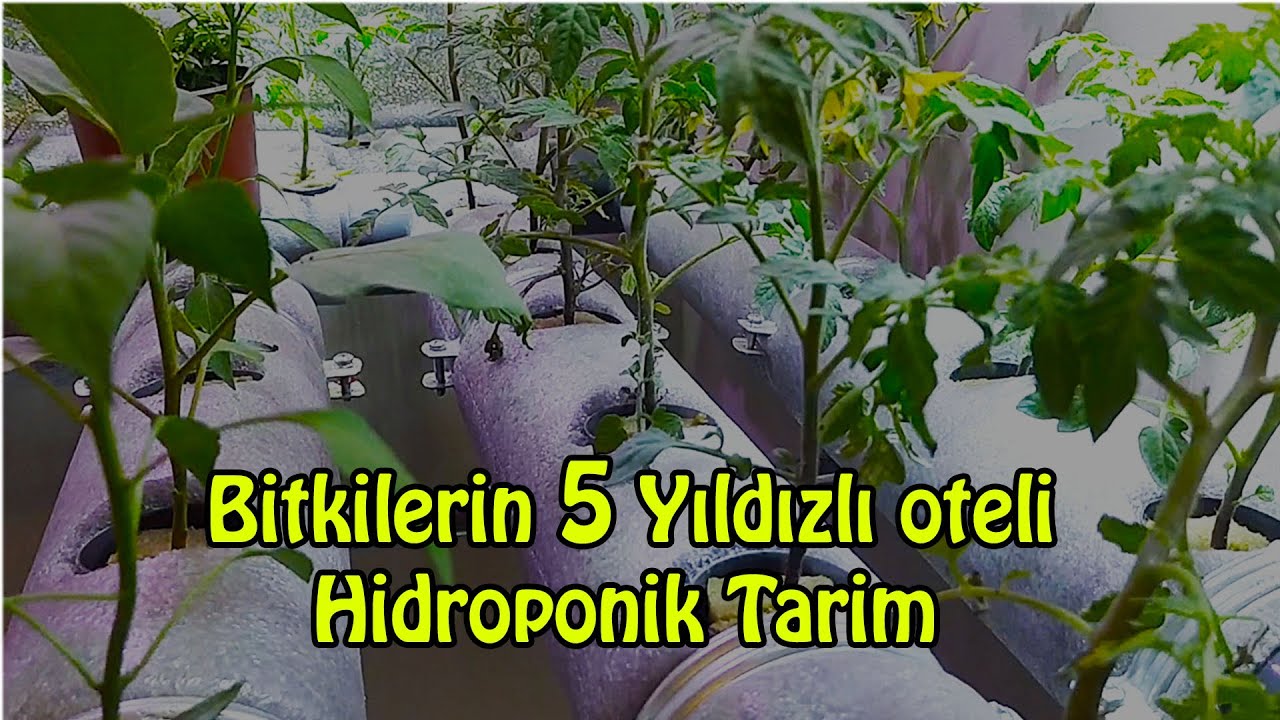 Evde Topraksız (Hidroponik) tarım , hydroponic farming Bölüm-1