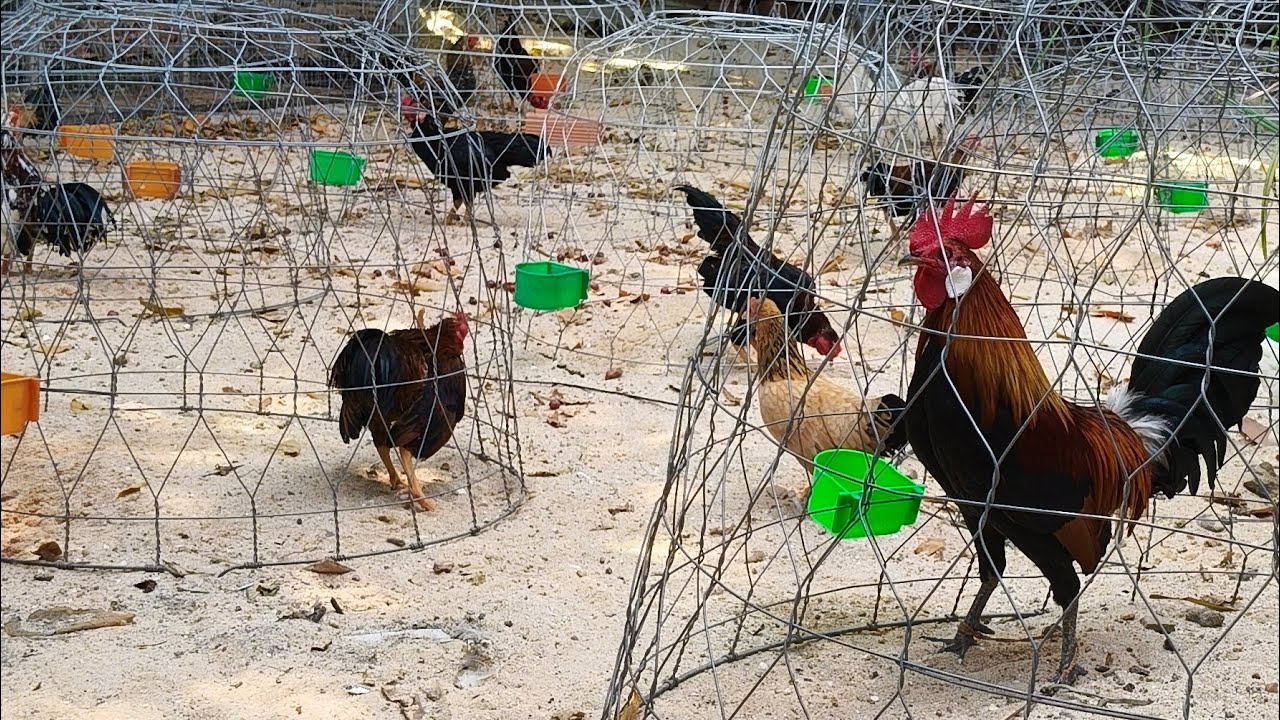 29/01/2026/gà cảnh đủ loại DT 0888464988