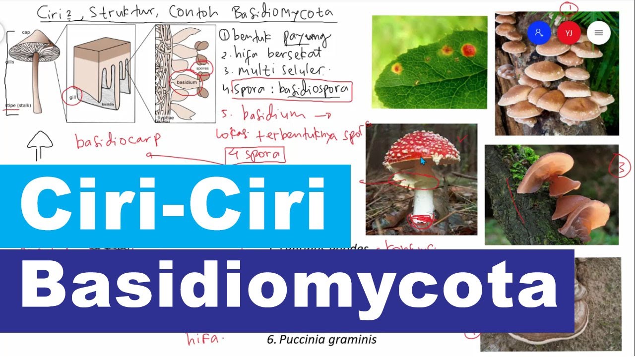 Ciri Ciri, Struktur, dan Contoh Basidiomycota - Kingdom Fungi