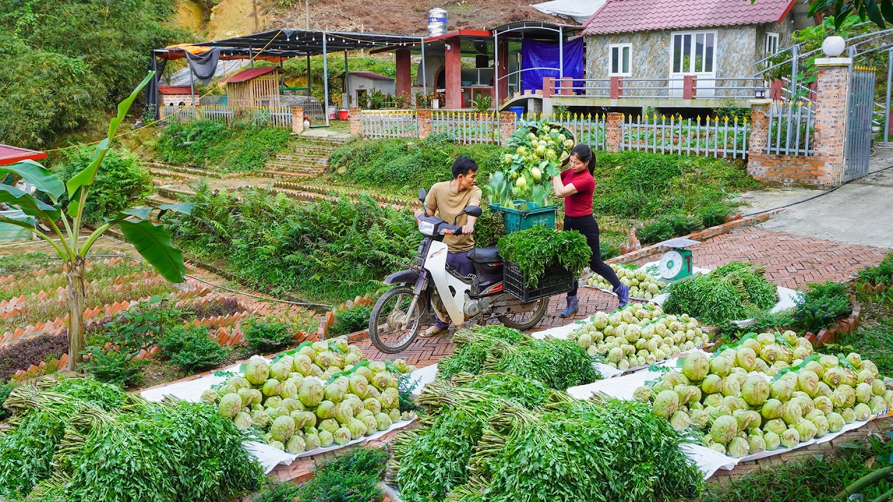 Harvesting Various Vegetables On the Farm to Sell to Traders - Planting New Crops in the Garden