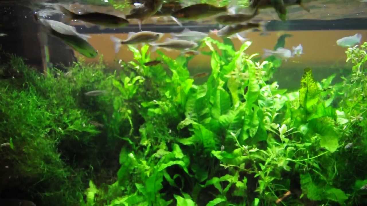 Giant Danios and Zebra Danios (Zebrafish) Feeding - Shot with a Landscape Lens (11m f/2.8)