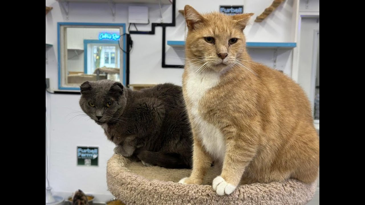 Live! At Furball Farm Cat Sanctuary (24/7)