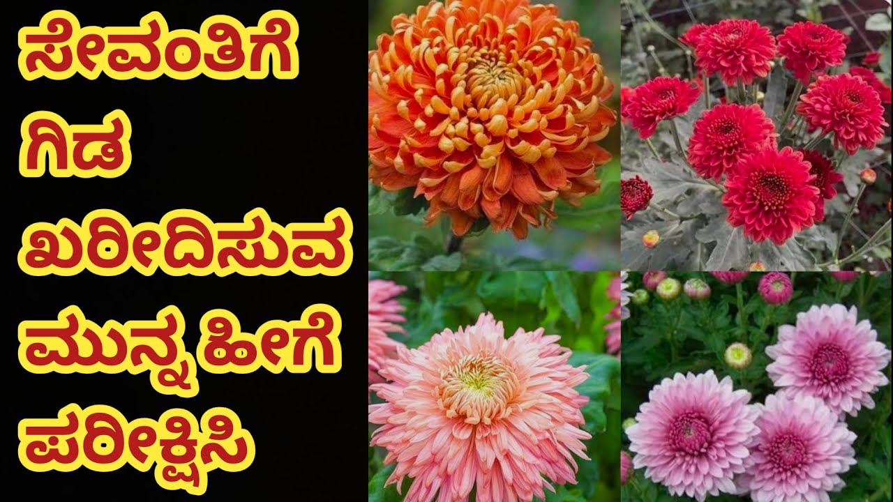 ವರ್ಷವಿಡಿ ಹೂ ಬಿಡುವಂತಹ ಅತ್ಯುತ್ತಮ ಸೇವಂತಿಗೆ ಗಿಡ ಖರೀದಿಸಲು ಗಿಡವನ್ನು ಹೀಗೆ ಪರೀಕ್ಷಿಸಿ #chrysanthemum