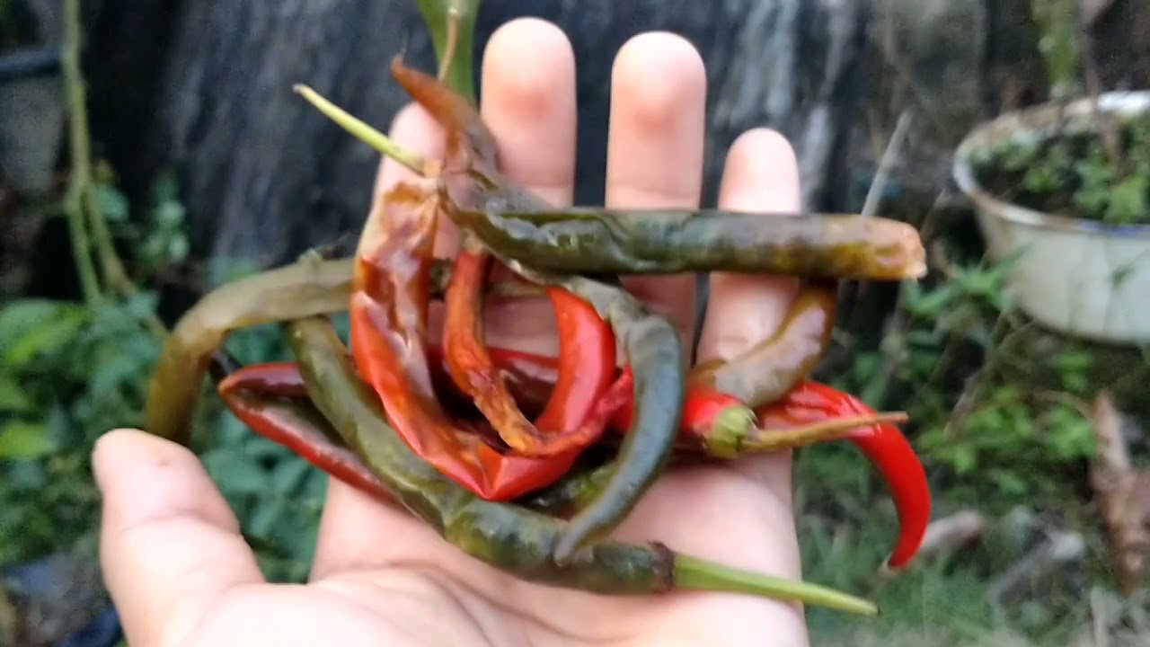 Panen Cabai RawitMerah 🌶️ PERDANA!!!
