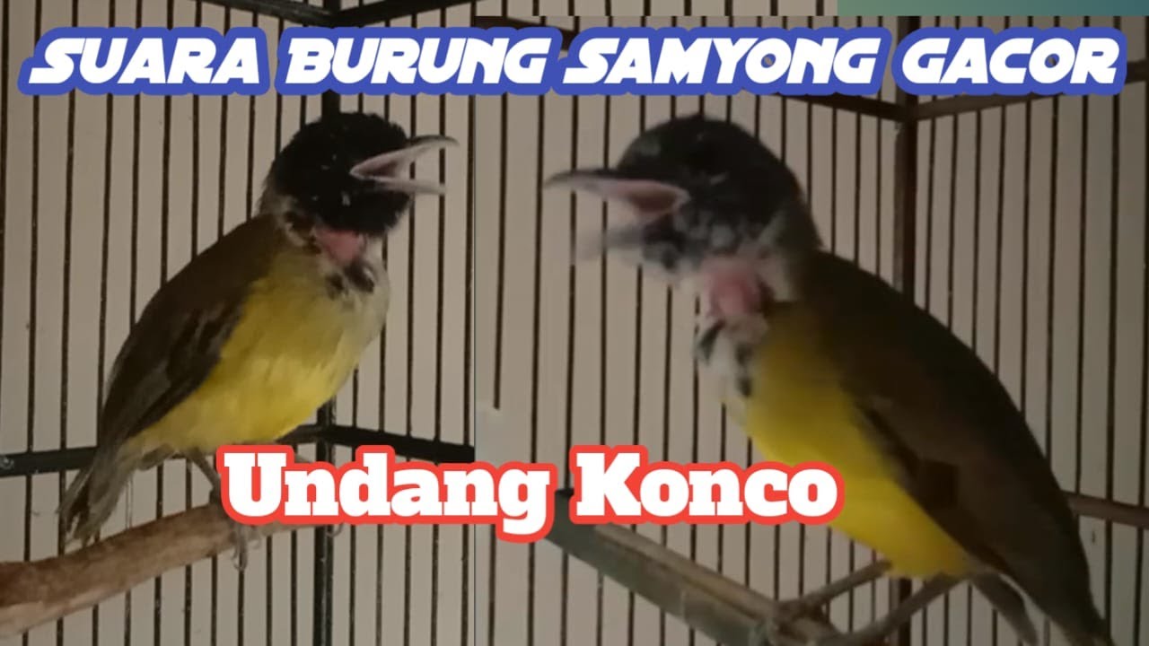 SAMYONG GACOR NGUNDANG KONCONE