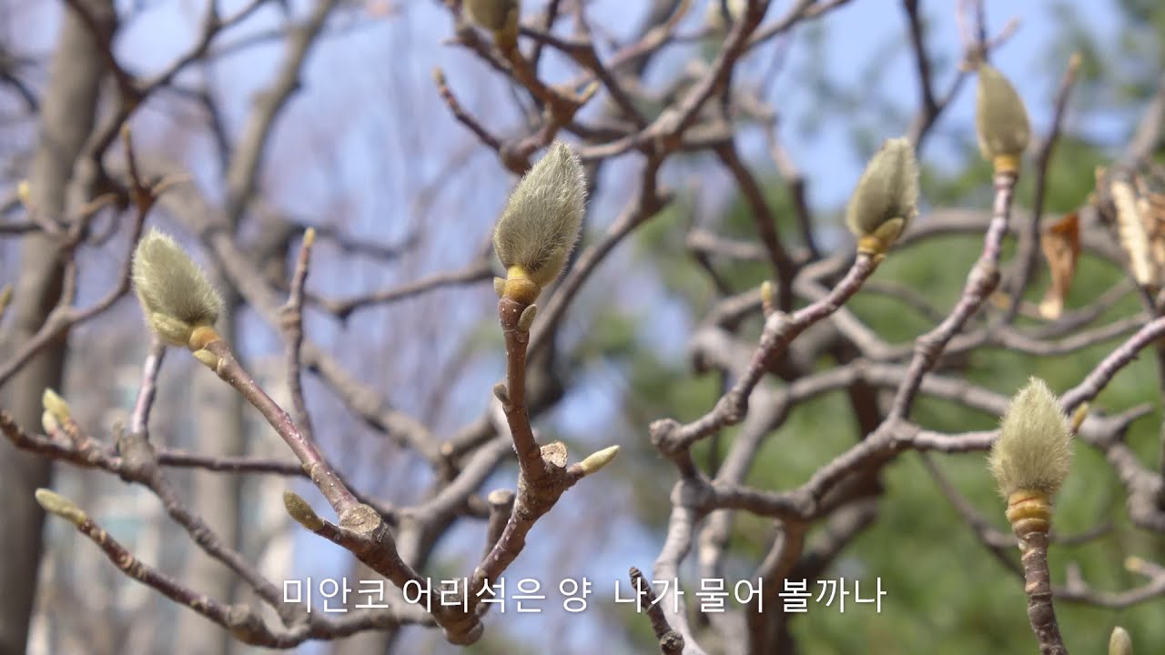 봄처녀 - 팽재유 테너 (이은상 시,홍난파 곡)
