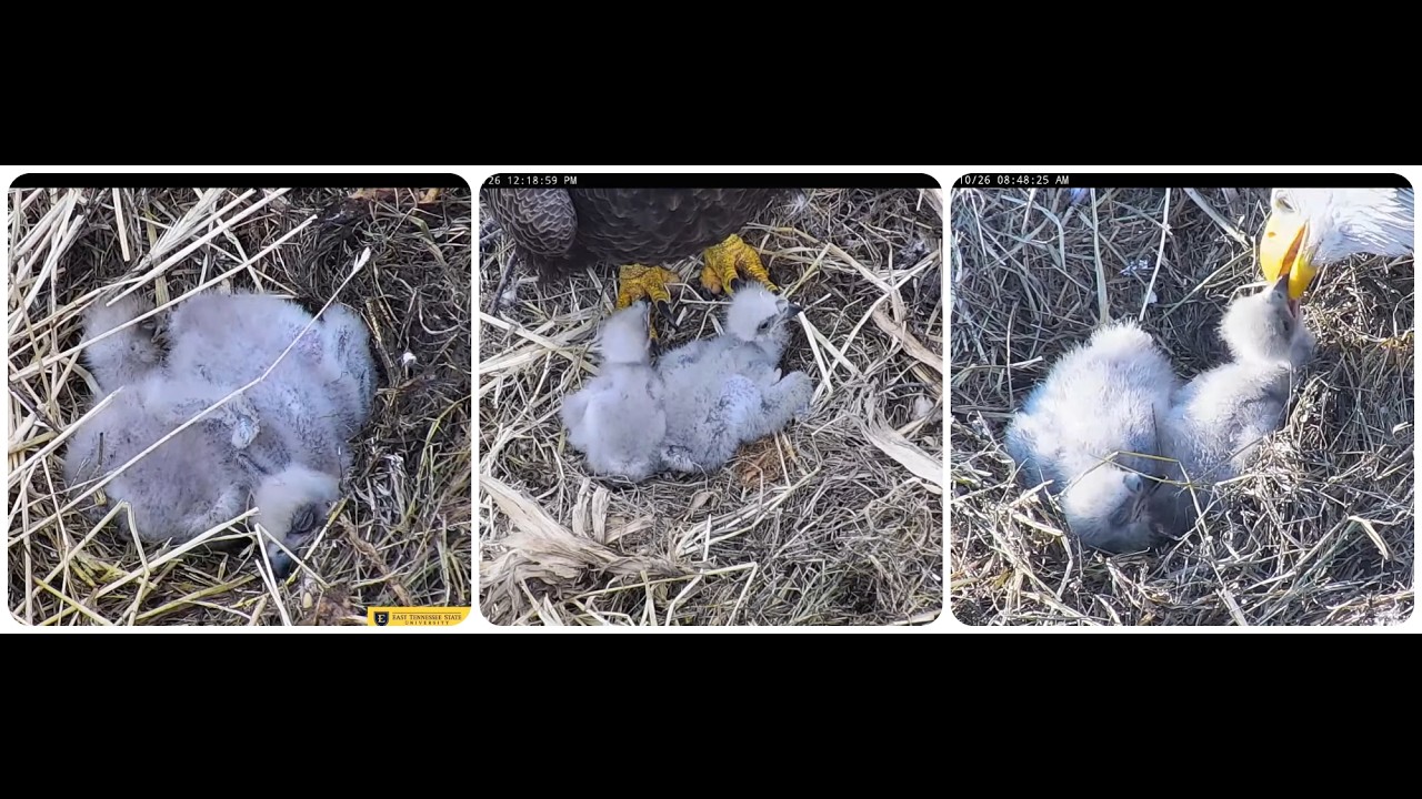 Jolene and Boone's Nest March 10 ETSU Eagle Cameras Johnson City Cam 1 / Cam 3: ETSU Eagle Camera