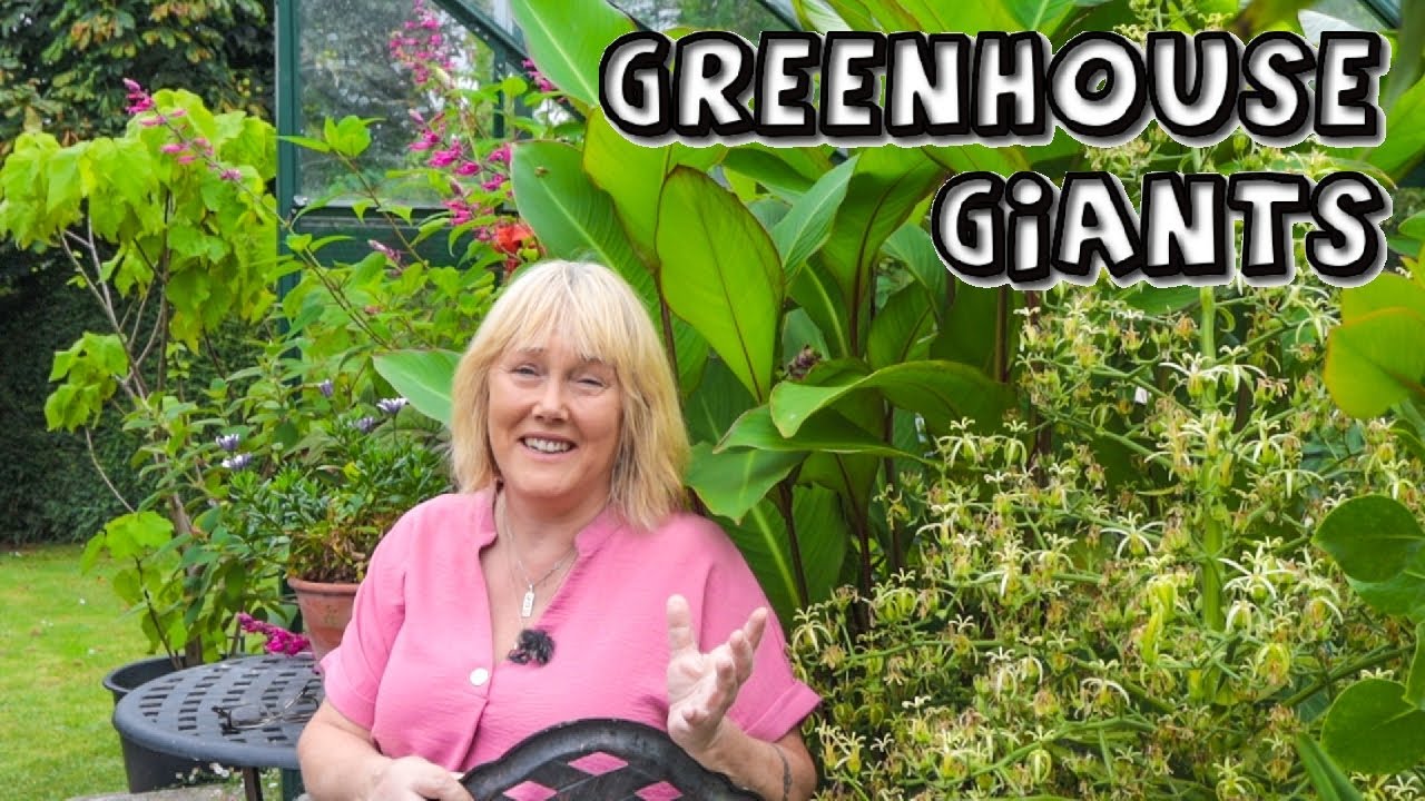 My Greenhouse Giants & Other Rare Plants ||