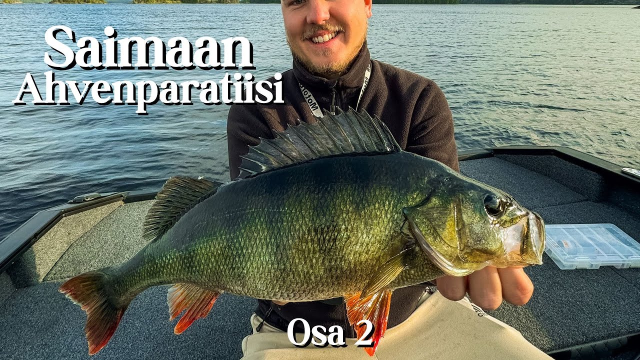 KILO RIKKI HEITTÄMÄLLÄ | Saimaan Ahvenparatiisi osa 2