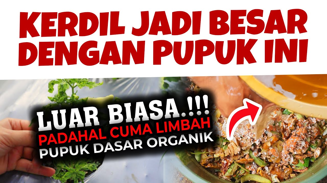 LUARRRRR BIASA..❗❗❗ KERDIL JADI BESAR TERNYATA HANYA DENGAN PUPUK INI | DASARAN ORGANIK