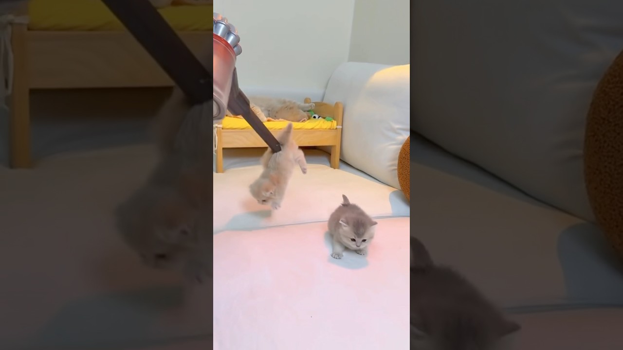 Its time to pick them through vaccum, little munchkin