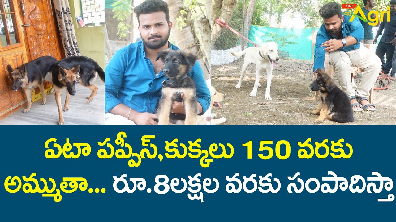 Dog Breeding Business | ఏటా పప్పీస్, కుక్కలు 150వరకు అమ్ముతా, రూ.8లక్షల వరకు సంపాదిస్తా..! Tone Agri