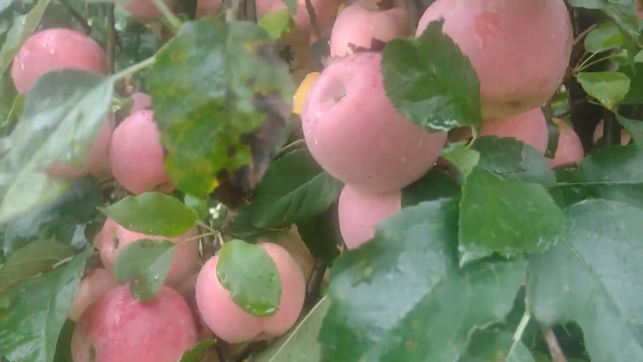 Florina,imun la rapan,produce calitate și fără nici o stropire..