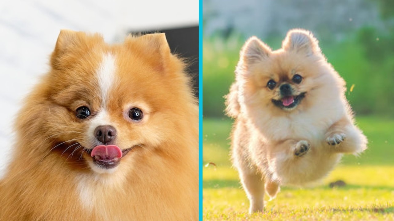 Funny Pomeranian Videos Cute Compilation That Will Melt Your Heart