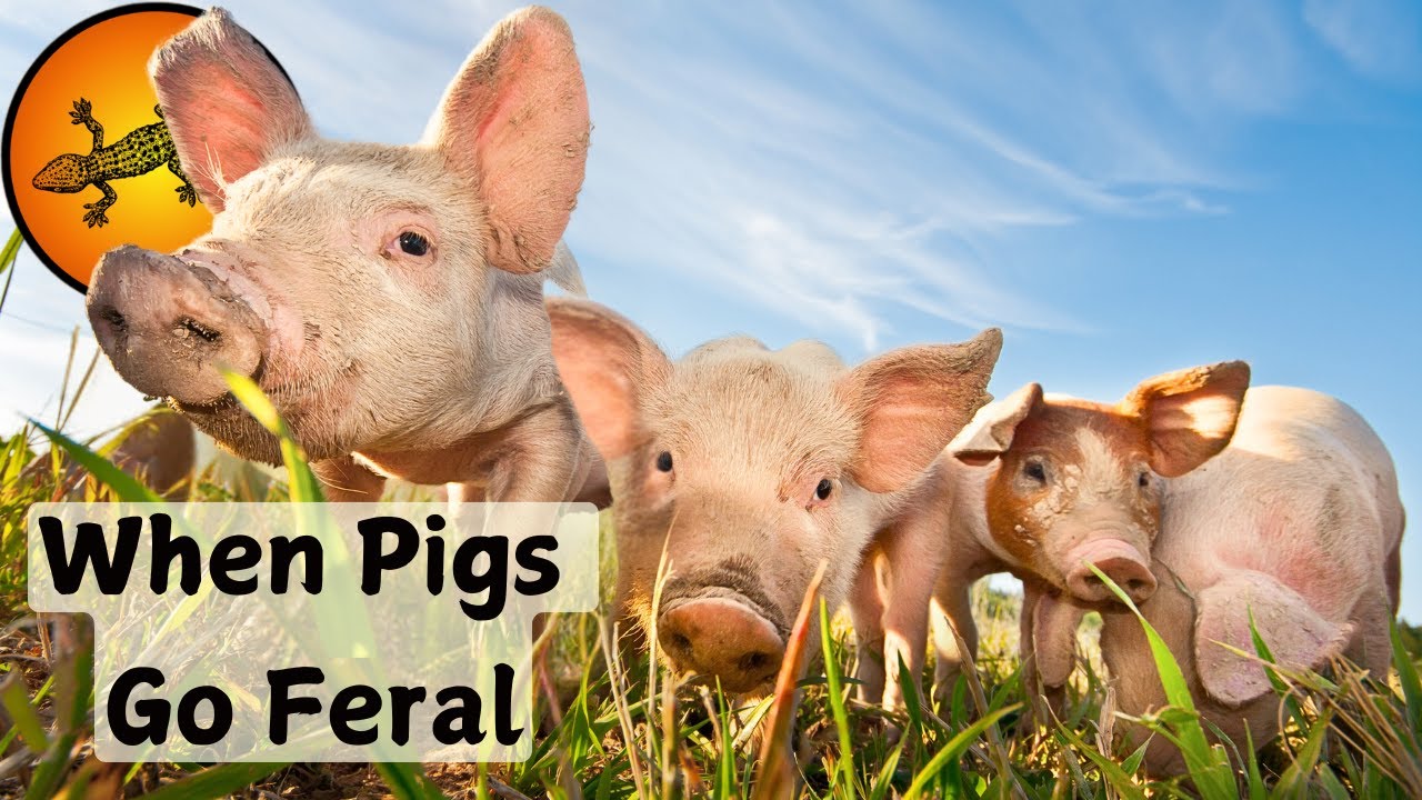 What Happens When Pigs Go Feral?
