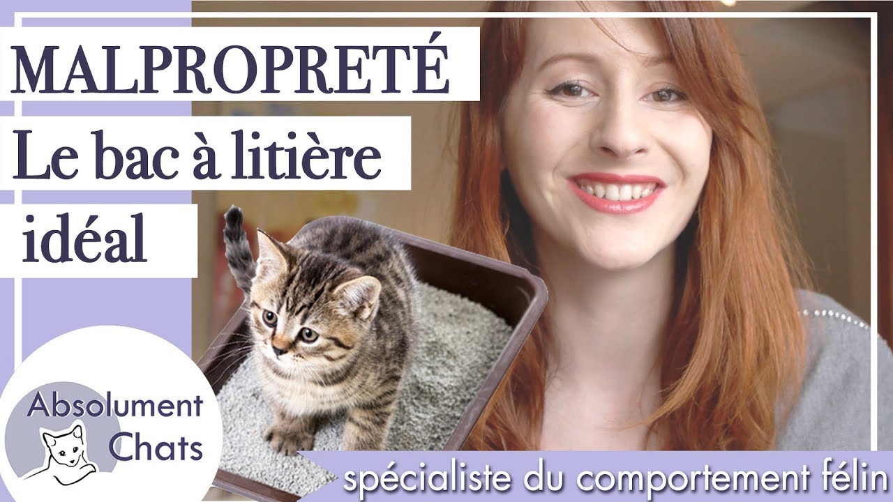 malpropreté du chat, la litière idéale pour un chat propre