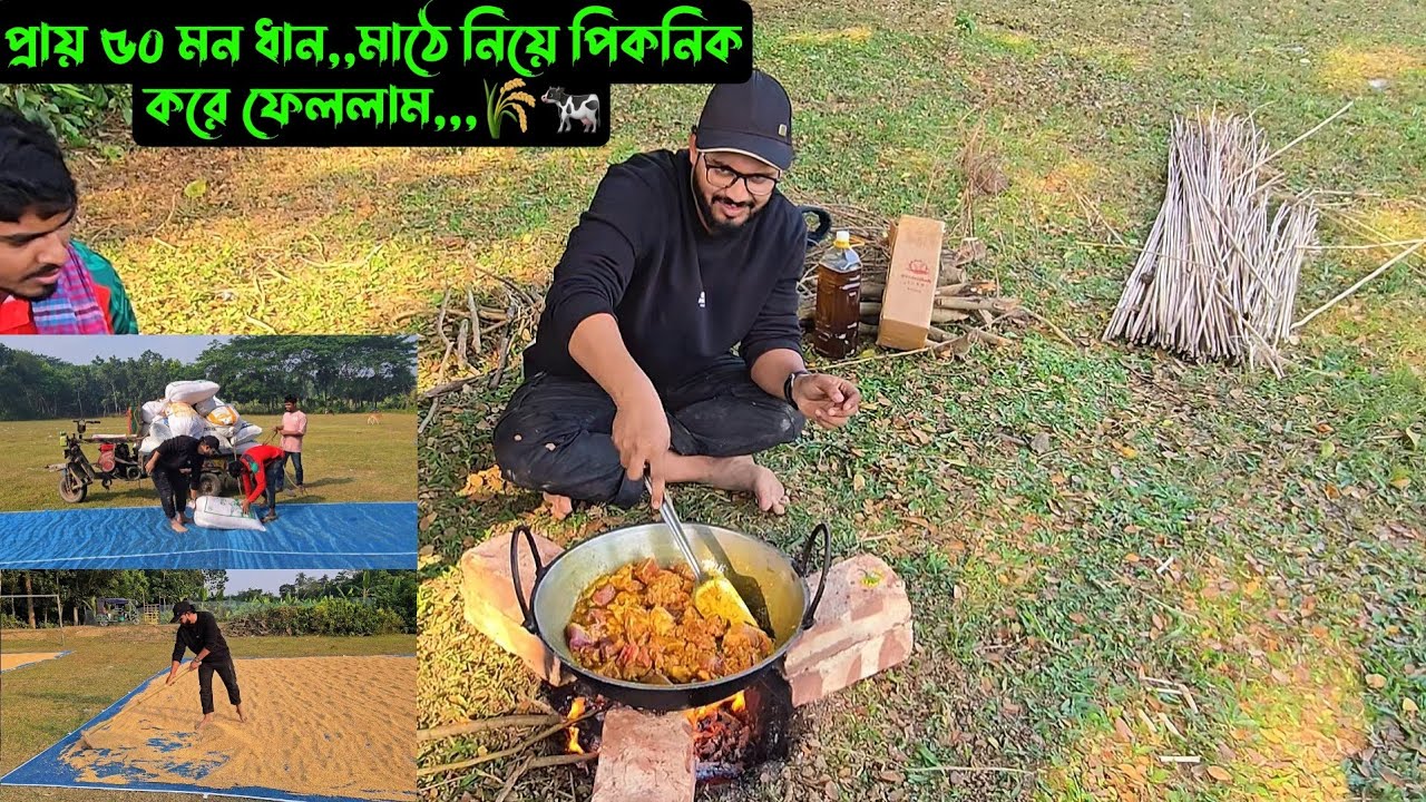 প্রায় ৫০ মন ধান মাঠে নিয়ে,,পিকনিক করে ফেললাম,,,🌾🐄