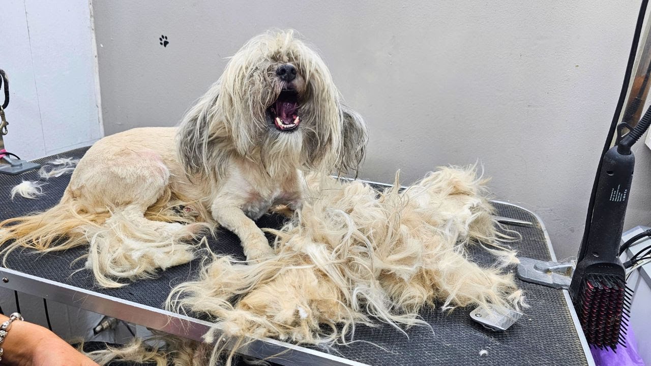 MATTED DOG HAIR REMOVAL - DOG GROOMING TRANSFORMATION