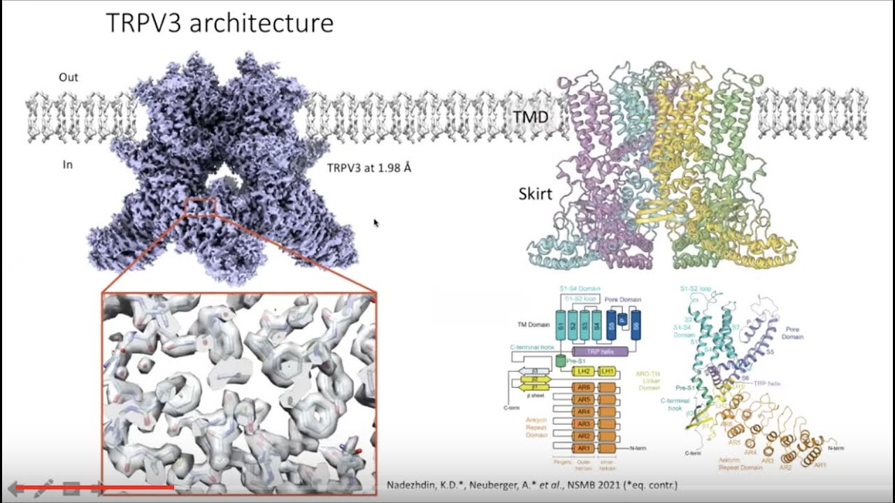Neuberger & Nadezhdin - Mechanism of heat-induced opening of a temperature-sensitive TRP channel